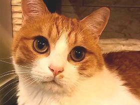 大阪駅前で22日までsippoの写真展　連載でおなじみの猫も