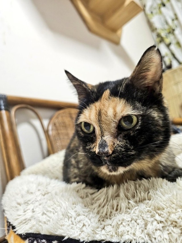 見る角度によって、毛柄の見え方が変わるのもサビ猫の魅力