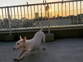 朝日浴びて今日もがんばろー　ミニチュア・ブルテリア「ローク」
