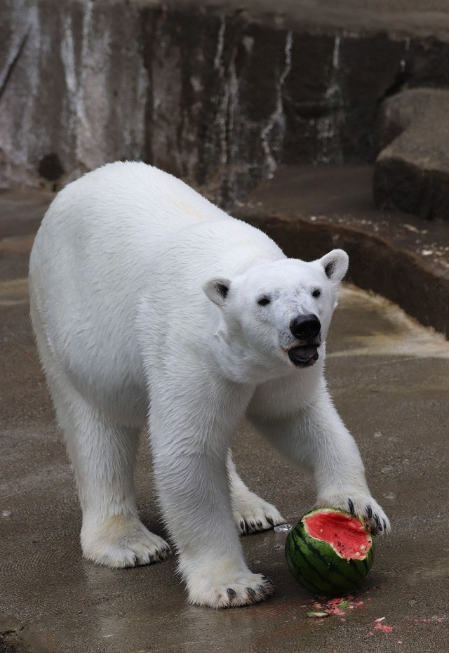 モモを送る会（20240324 浜松市動物園提供）