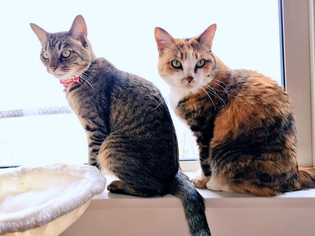 窓辺でニャルソックする（左から）幸くん、福ちゃん（画像提供：こにゃんゴーさん）