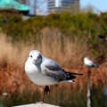 愛鳥週間に寄せて　人とのつながり、多様な文化に　川上和人