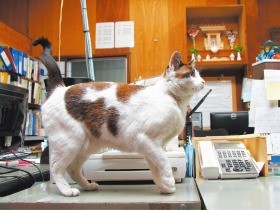 御利益ある？　お腹と背中にハートマーク　材木屋さんの看板猫