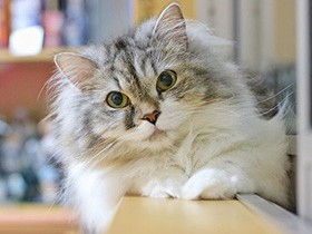 のんびりくつろぎ中　まん丸おめめのマンチカン「こてつ」