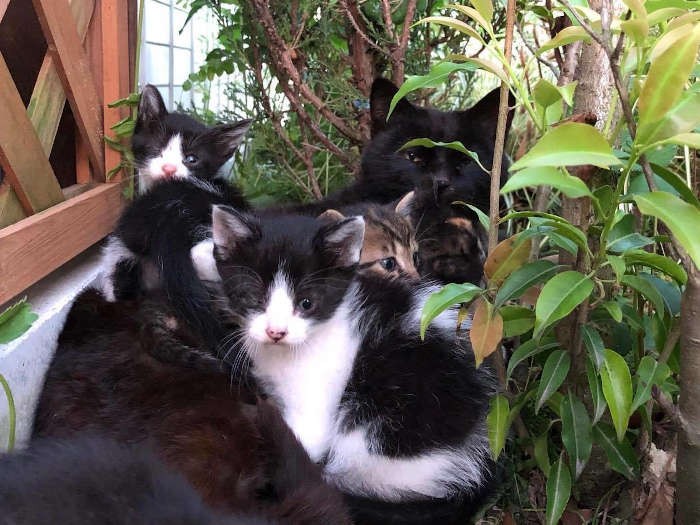 黒猫母さん、よく頑張りました（保護主さん提供）