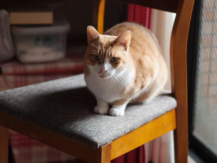 「愛想？なんすかそれ」（小林写函撮影）