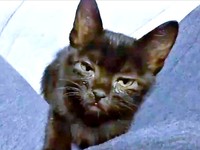 保護時、猫風邪をひいていた望那くん（画像提供：彩月&萌花にゃんさん）