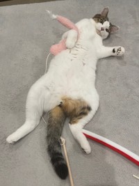 おもちゃを抱えて、へそ天になったゆき丸くん（画像提供：とらまるらんまるさん）