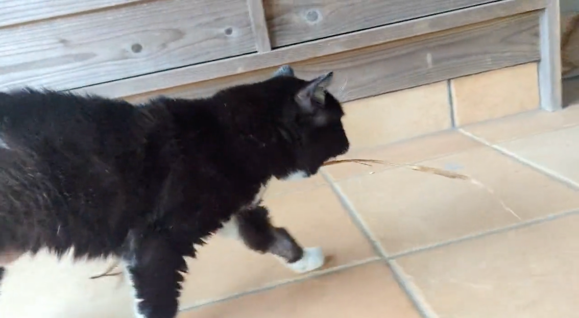 我関せず歩き出しますが、顎にはまだ草が付いています（画像提供:もんたの日常さん）