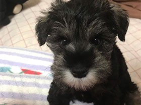 苦労の末に撮れた、かわいいお顔を見て！　ミニシュナ「くくる」