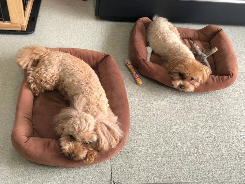 桜ちゃん（左）のほうが体が大きいよう（飼い主さん提供）