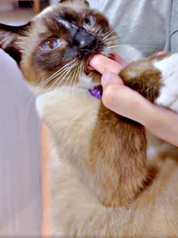 飼い主さんを追いかけたあとは、指を吸うのがお決まりのROCKくん（画像提供：yu-kaさん）