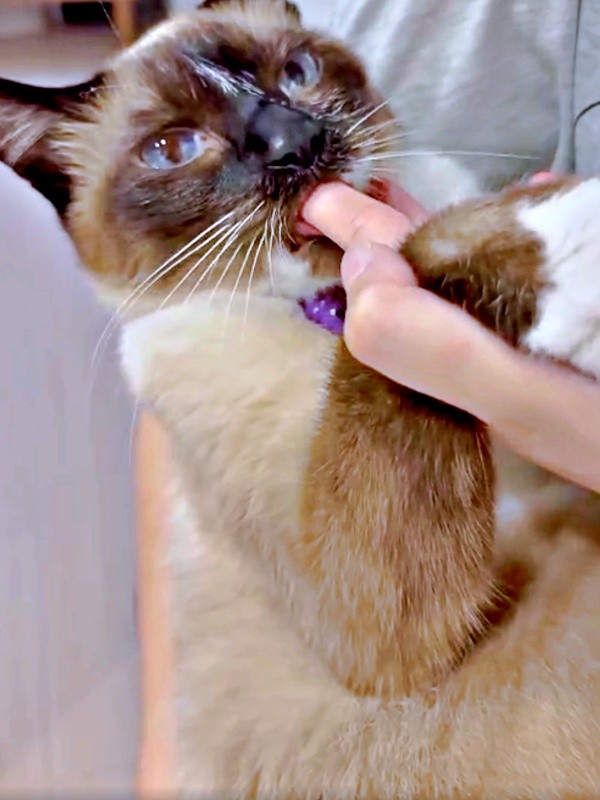 飼い主さんを追いかけたあとは、指を吸うのがお決まりのROCKくん（画像提供：yu-kaさん）