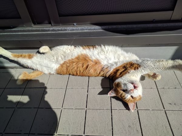 のびーーーーーっ