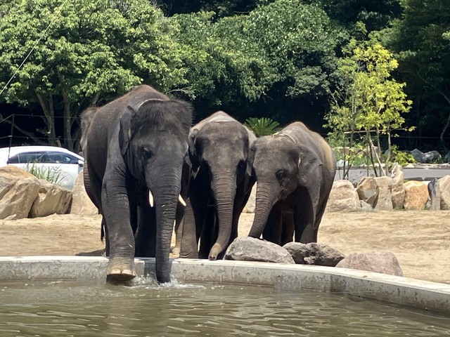 暑いときは水浴び！