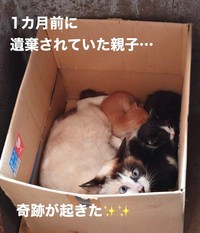 (5月中旬から)１カ月前に遺棄されていた親子猫たち（「NPO法人愛Cat」さん提供、Instagramよりキャプチャ撮影）