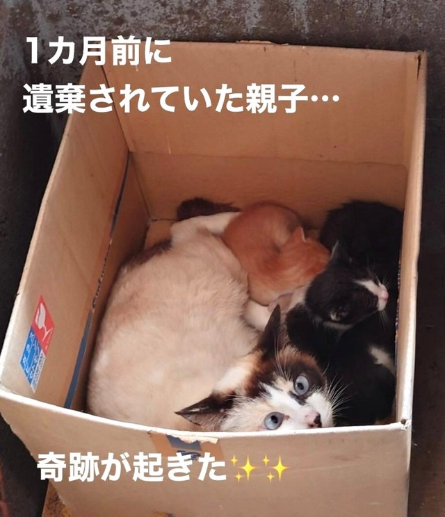 (5月中旬から)１カ月前に遺棄されていた親子猫たち（「NPO法人愛Cat」さん提供、Instagramよりキャプチャ撮影）