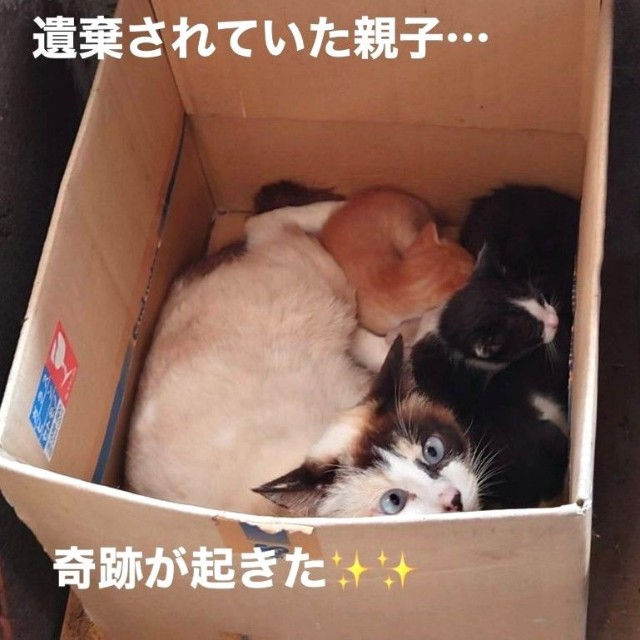 (5月中旬から)１カ月前に遺棄されていた親子猫たち（「NPO法人愛Cat」さん提供、Instagramよりキャプチャ撮影）