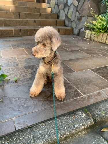 ファウンドマイアニマルの丈夫なリードをつけてお散歩中（早坂さん提供）