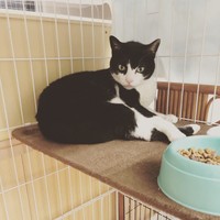 元飼い主さんが亡くなり保健所に収容されたカズマくん。12歳のとき、保健所から施設に迎えられた（飛田さん提供）