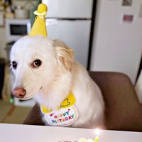 2025年8月、2歳を迎えたハニちゃん（画像提供：薄茶のいぬさん）