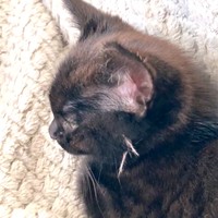 お迎えからしばらく、左頬白い毛束が2本あったあずきちゃん（画像提供：しゃも&黒猫あずきさん）