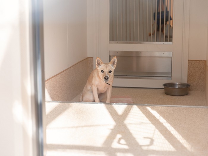 犬室はガラス張りで、中で過ごす犬の様子を見ることができる