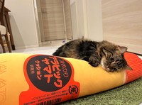 それちゅーるやない、アラビックヤマトや