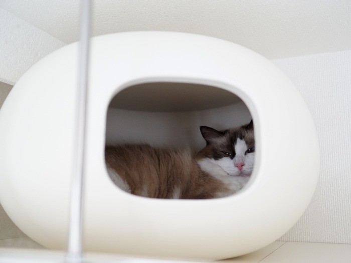 キャットウォークの上にある、更ちゃんお気に入りのベッド