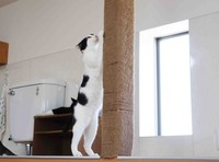 爪をカリカリする猫