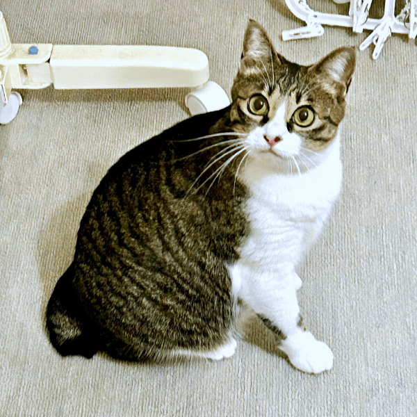 まん丸尻尾もキュートなクロエちゃん（画像提供：真顔のクロエさん）