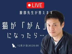 愛猫が「がん」になっても慌てない【12月21日】獣医師に相談できるオンラインライブ