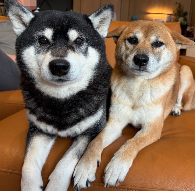 epiさんの愛犬、クマくん（左）とコタローくん（右）（画像提供：epiさん）