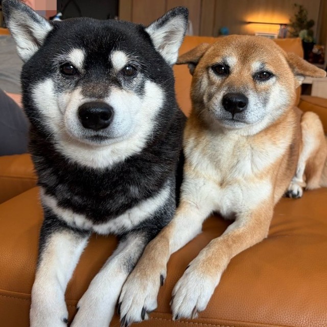 epiさんの愛犬、クマくん（左）とコタローくん（右）（画像提供：epiさん）