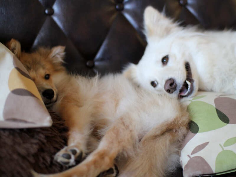 少し成長して手足が長い「キモ期」の福助