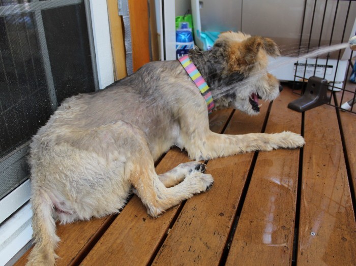 寝る時以外は外にいるのが好き