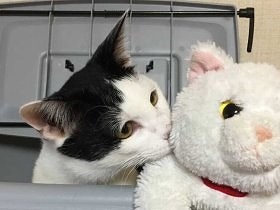 ケガして保護された子猫　甘えん坊だけど、他の猫には強烈キャラ