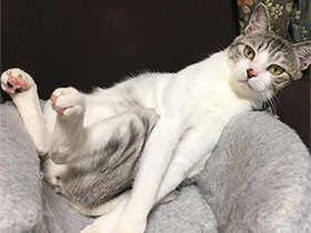 くるりんしっぽでポーズ？　譲渡会で出会った保護猫「むちゃ」