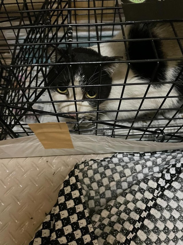 捕獲器に入ったみーちゃん＝winwin321321さん提供