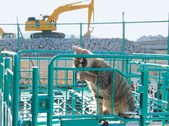 石巻門脇発着所ではやんちゃなキジトラがお出迎え