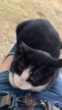 膝に乗っかってきた伏見稲荷の猫ちゃん。 ※あさんのX動画より抜粋
