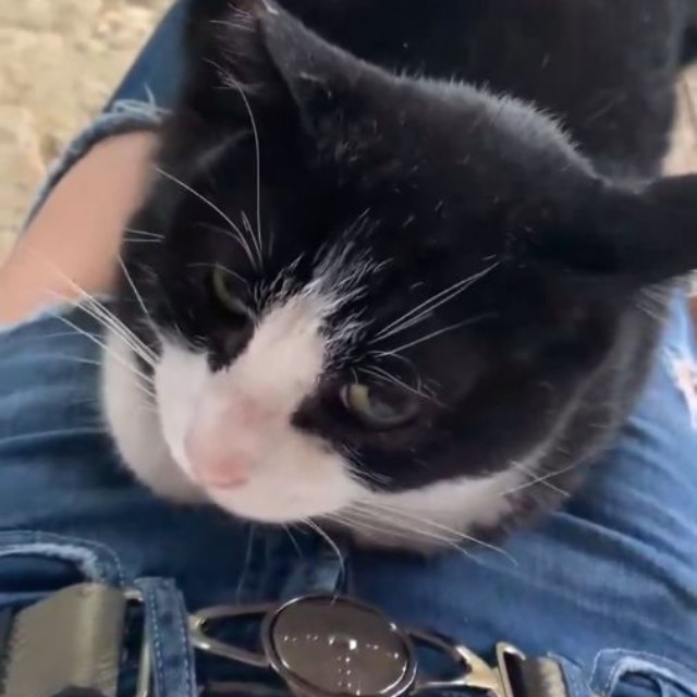 膝に乗っかってきた伏見稲荷の猫ちゃん。 ※あさんのX動画より抜粋