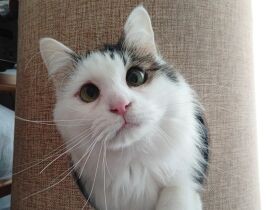 たまらないあざとさで家族を笑顔にするお姫様　MIX猫「豆」はおにごっこ好き！