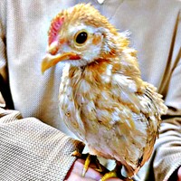 生後3カ月。世界最小のニワトリ・ゴマちゃんが家族の一員に（画像提供：ぴいちょさん）