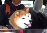 優しい里親さんと出会い、見事幸せを掴むことができたリッパーくん