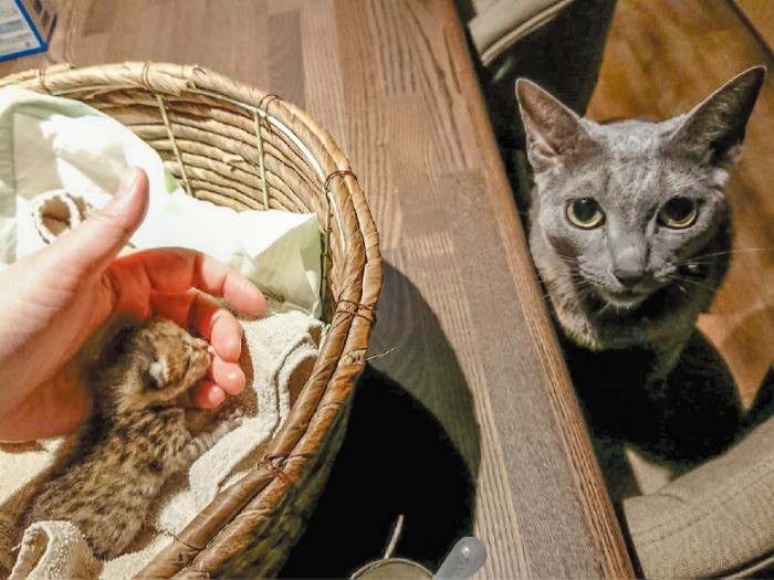 保護直後の茶月はドキドキするような小ささ。喜助はおっかなびっくり（写真提供・井上義治,やよい）