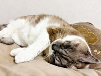 飼い主さん家族の一員になって3年。穏やかな日々を送るぴーちゃん（画像提供：hiroさん）