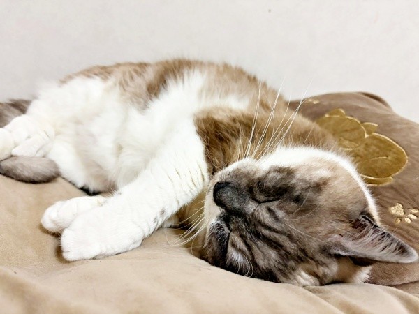 飼い主さん家族の一員になって3年。穏やかな日々を送るぴーちゃん（画像提供：hiroさん）