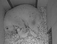 2025.1.18の公式ブログから（提供＝よこはま動物園ズーラシア）