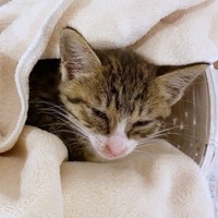 保護当日、猫風邪で鼻水や目やにがあったかつおちゃん（画像提供：ネムノキさん）
